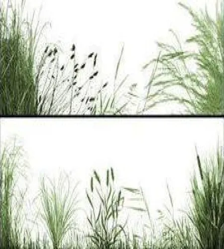 تحميل وتنزيل فر فوتوشوب العشب The Grasslands تحميل وتنزيل فر فوتوشوب العشب The Grasslands
