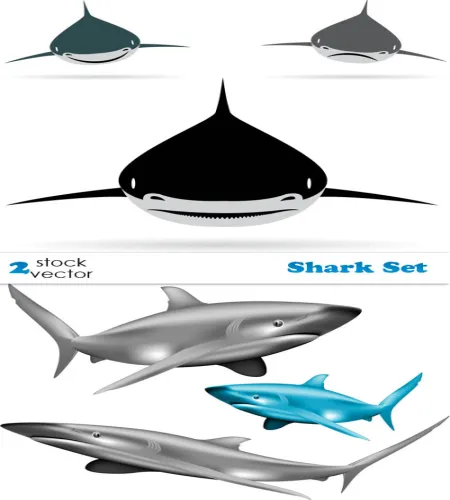 سمك قرش فيكتور Vectors - Shark Set