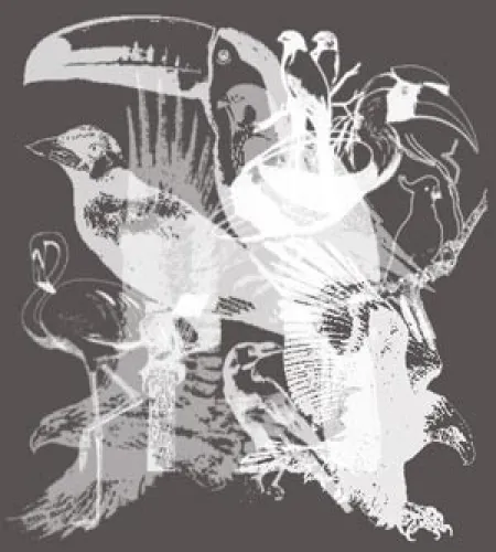 فرش فوتوشوب طيور روعه Birds Brushes