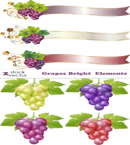 تصميم عناقيد عنب منوع فيكتور Vectors - Grapes Bright Elements