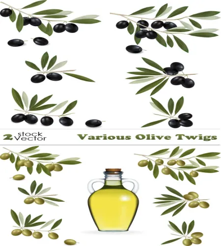 تصميم زيتون فيكتور رائعه Various Olive Twigs