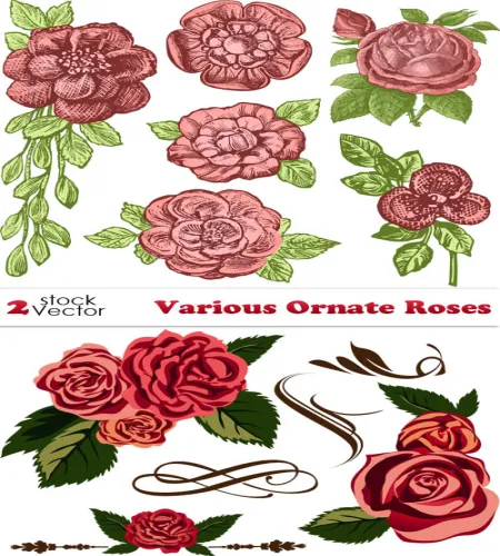 تصميم ورود حمراء رائعه Vectors - Various Ornate Roses