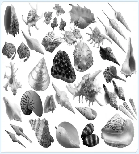 تحميل وتنزيل فرش فوتوشوب محارات البحر Photoshop Brushes تحميل وتنزيل فرش فوتوشوب محارات البحر Photoshop Brushes