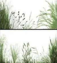 تحميل وتنزيل فر فوتوشوب العشب The Grasslands
