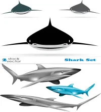 سمك قرش فيكتور Vectors - Shark Set