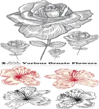 ورود فيكتور مرسومه Various Ornate Flowers