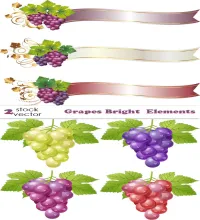 تصميم عناقيد عنب منوع فيكتور Vectors - Grapes Bright Elements