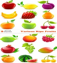 تصميم فواكه بدقه عاليه Various Ripe Fruits 10