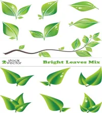 غصون و اوراق خضراء ملفات مفتوحه Vectors - Bright Leaves Mix