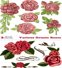 تصميم ورود حمراء رائعه Vectors - Various Ornate Roses