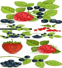 فواكه مرسومه بملفات مفتوحه Vectors - Berries