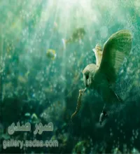 تصميم دمج رائع لطائر البومه بداخل البحر ملف مفتوح psd