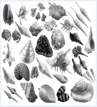 تحميل وتنزيل فرش فوتوشوب محارات البحر Photoshop Brushes