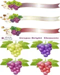 تصميم عناقيد عنب منوع فيكتور Vectors - Grapes Bright Elements