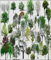 اشجار بدون خلفيه منوعه Tree Transparent PSD 06