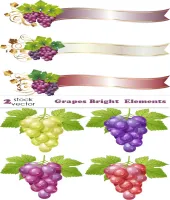 تصميم عناقيد عنب منوع فيكتور Vectors - Grapes Bright Elements