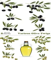 تصميم زيتون فيكتور رائعه Various Olive Twigs