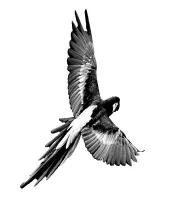 تحميل وتنزيل تصميم فوتوشوب مفتوح طائر الببغاء Parrot PSD
