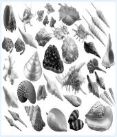 تحميل وتنزيل فرش فوتوشوب محارات البحر Photoshop Brushes